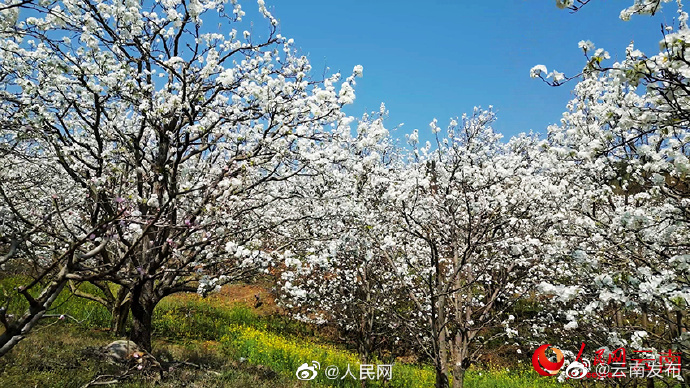 “云南发布”微博