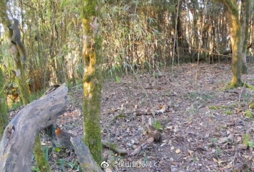 云南龙陵8种珍稀动物密集现身同一地点