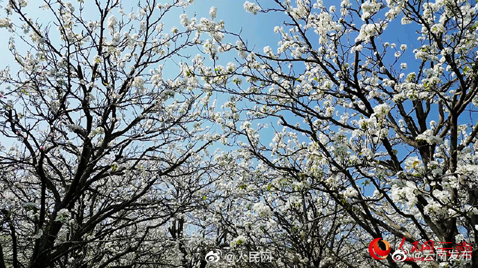 “云南发布”微博