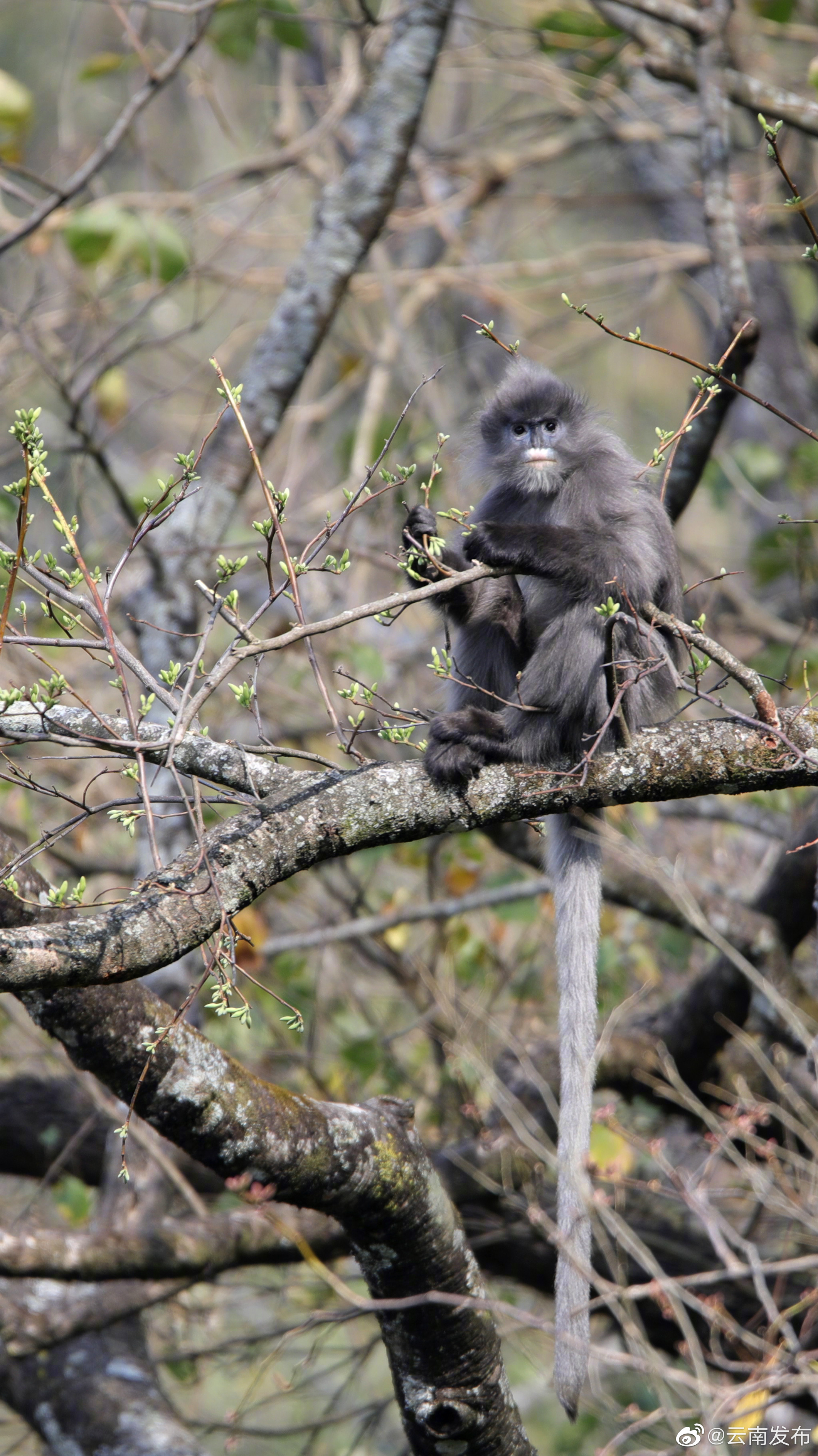 “云南发布”微博