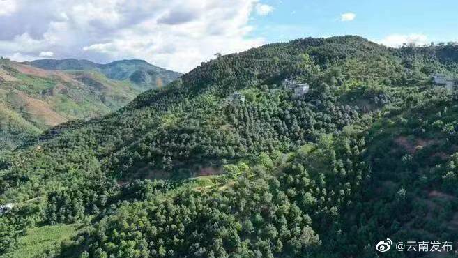 263万亩！世界最大的澳洲坚果产地在云南