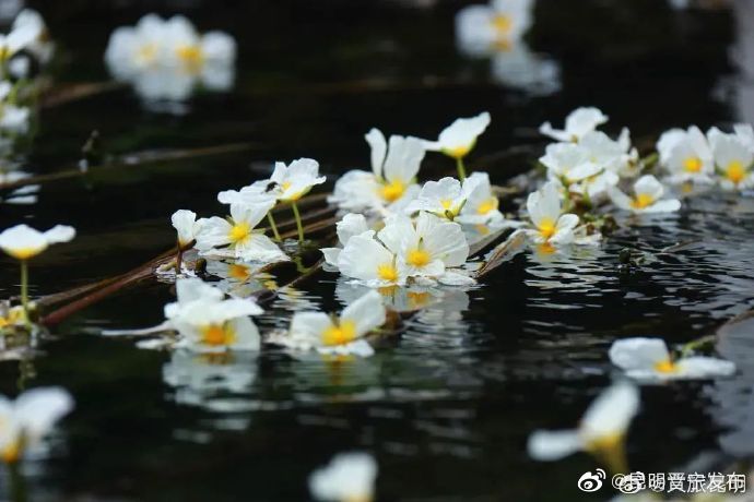 昆明晋宁发布