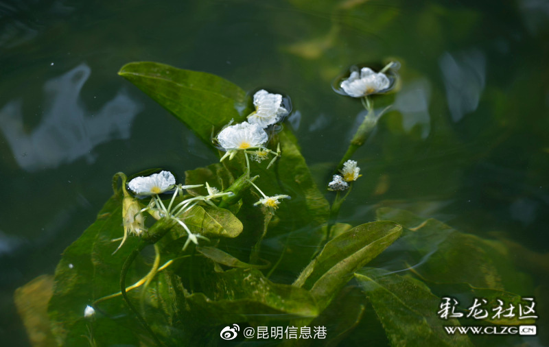 昆明信息港（微博）