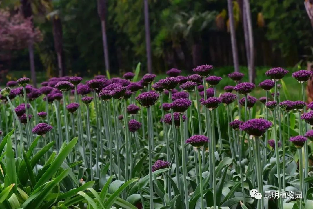 昆明植物园