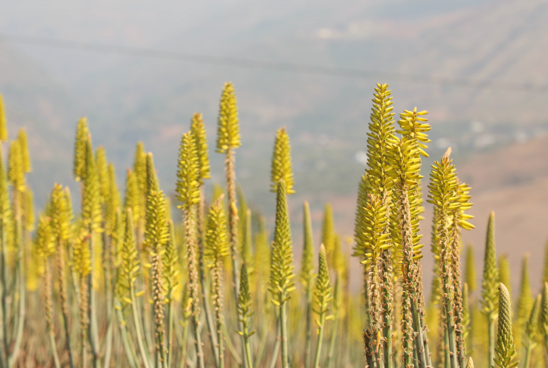 云南省文化和旅游厅