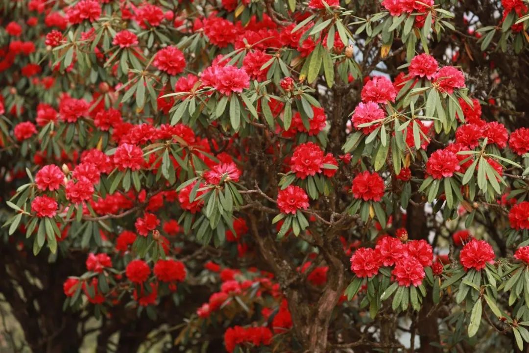 昆明轿子山旅游