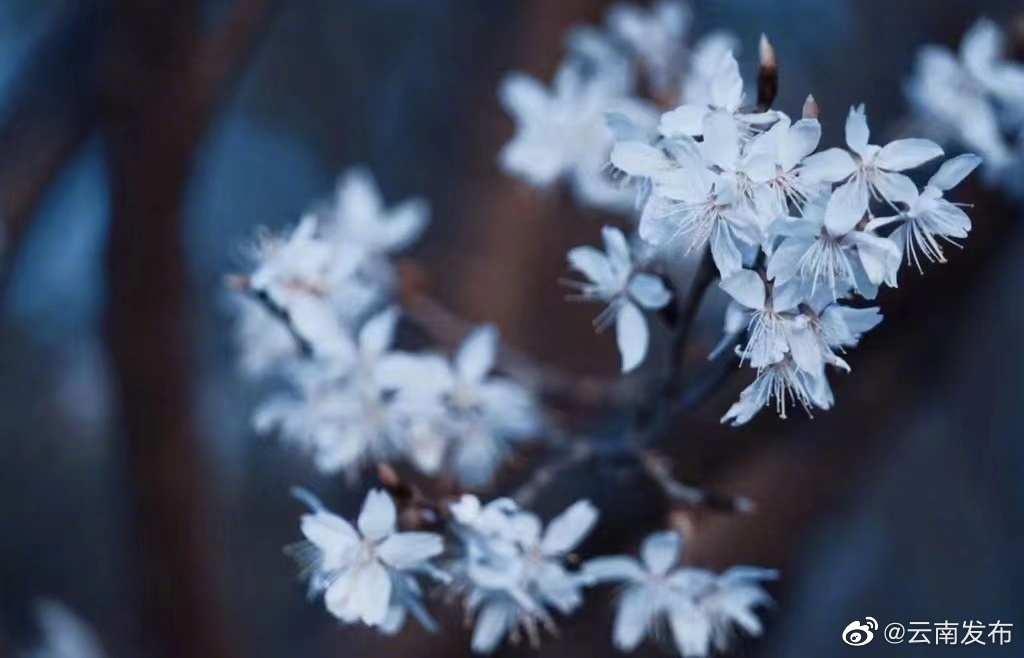 “云南发布”微博