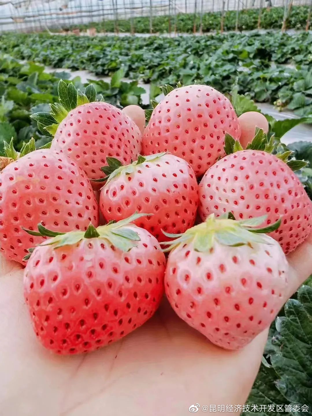 昆明经济技术开发区管委会