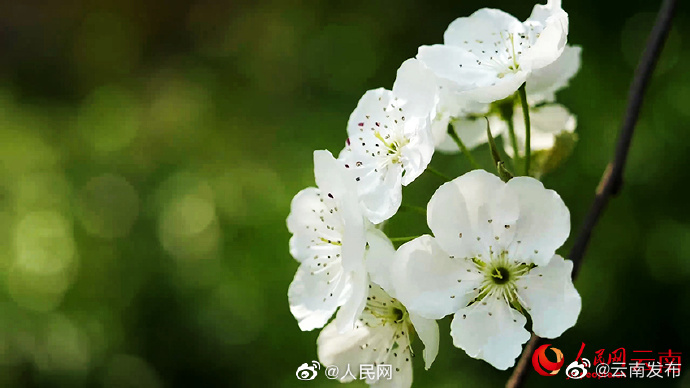 “云南发布”微博