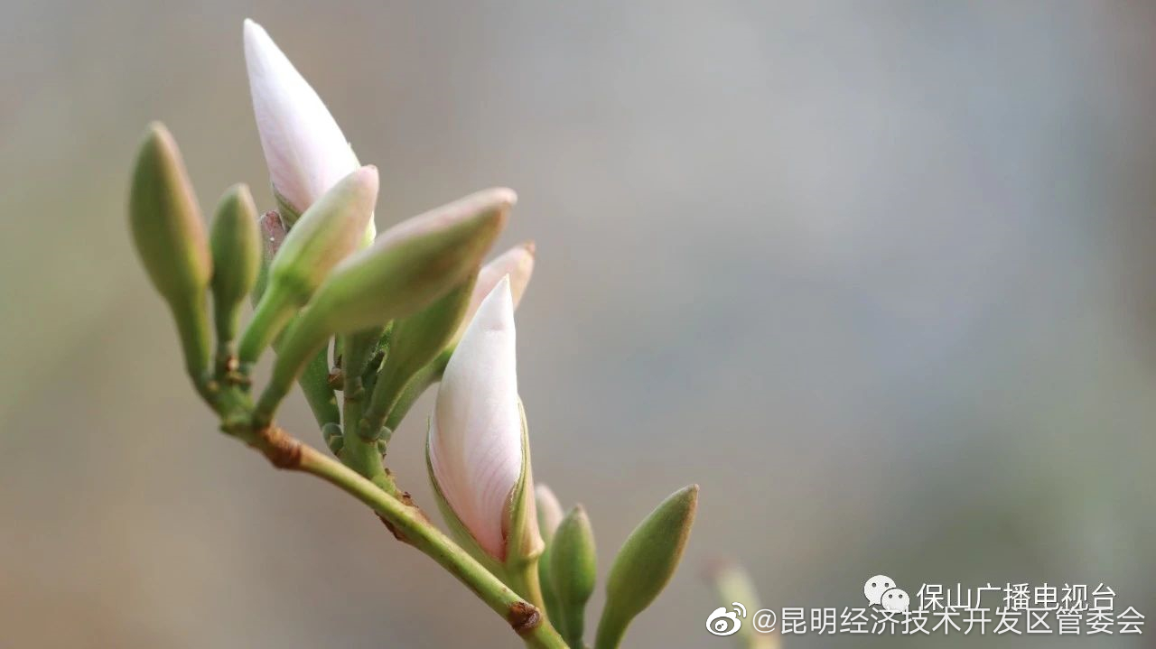 昆明经济技术开发区管委会