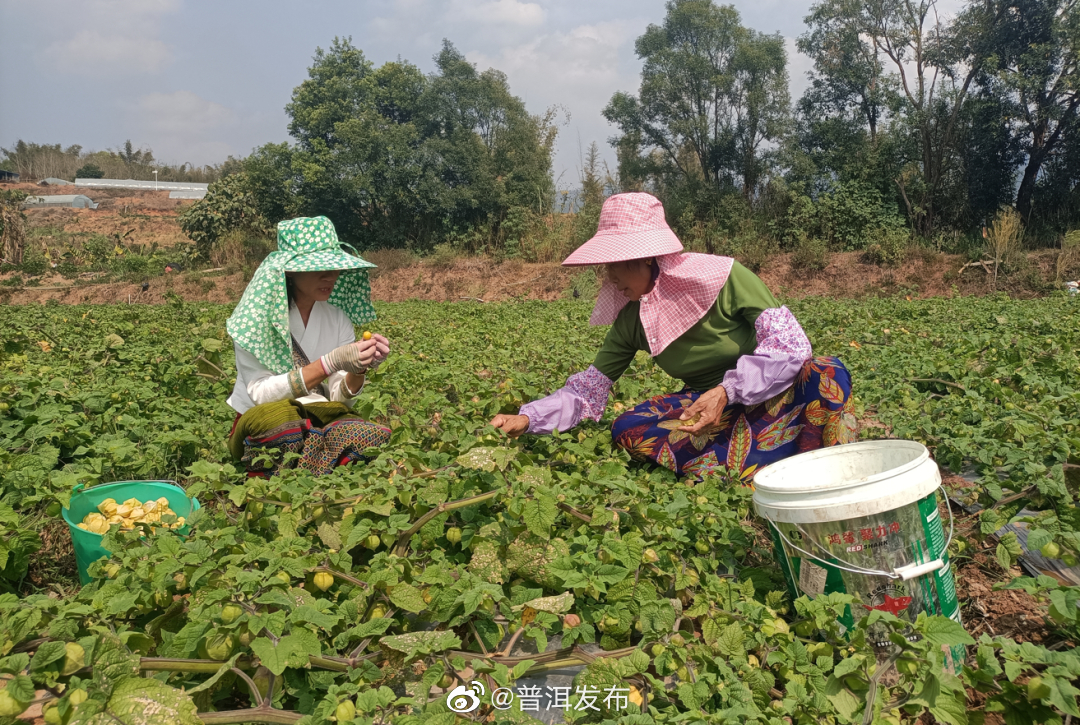 助力乡村振兴，澜沧的“灯笼果”上分啦！