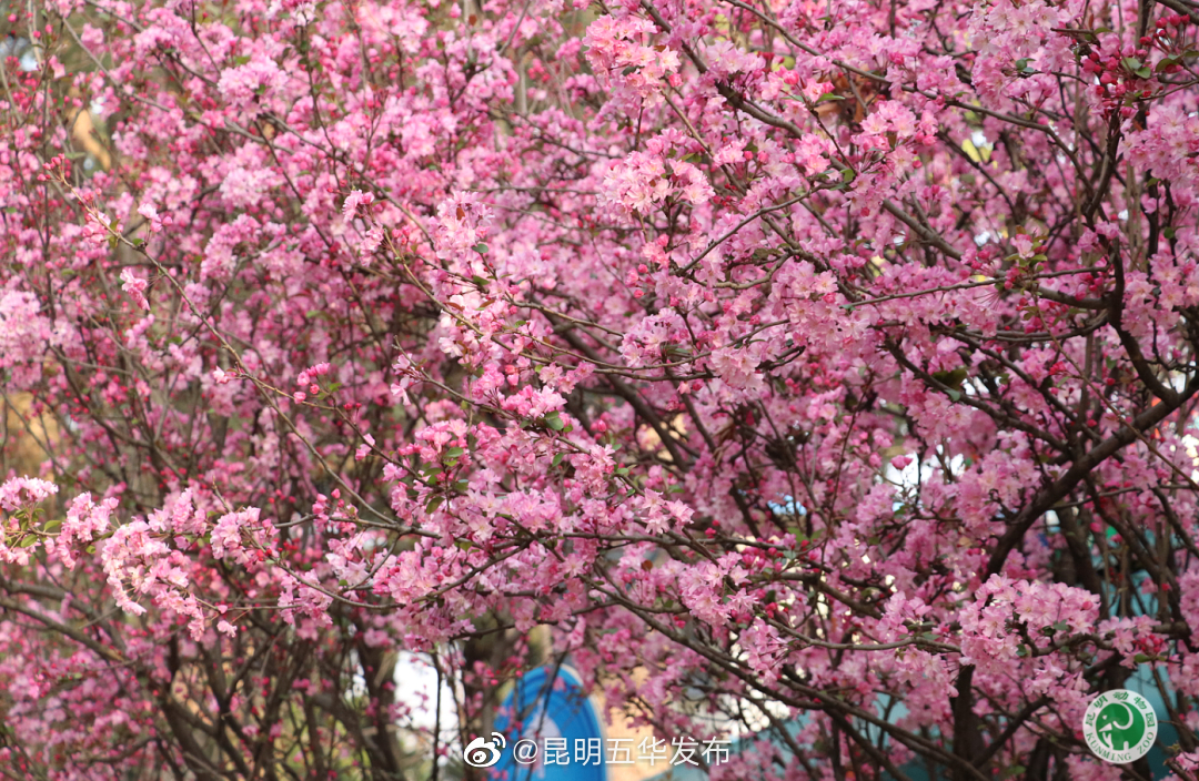 昆明五华发布