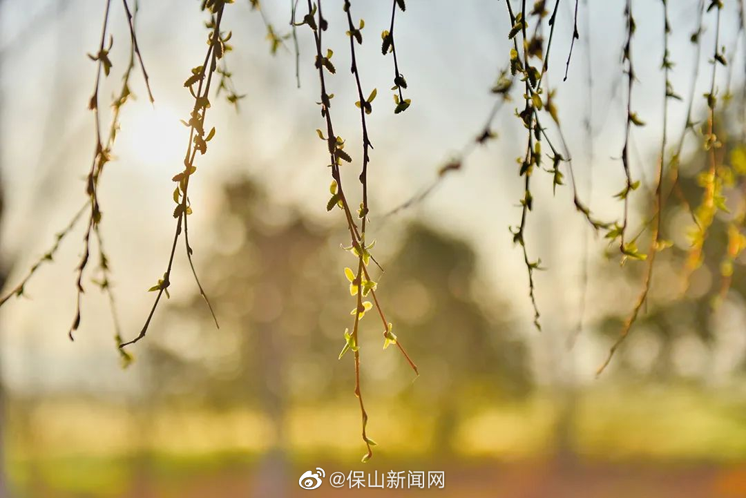 昌宁：右甸河畔柳染春