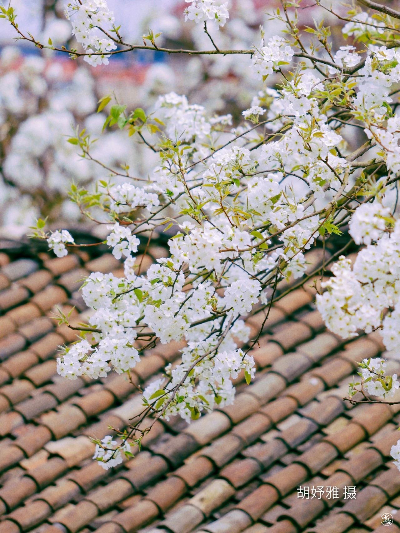 云南省文化和旅游厅