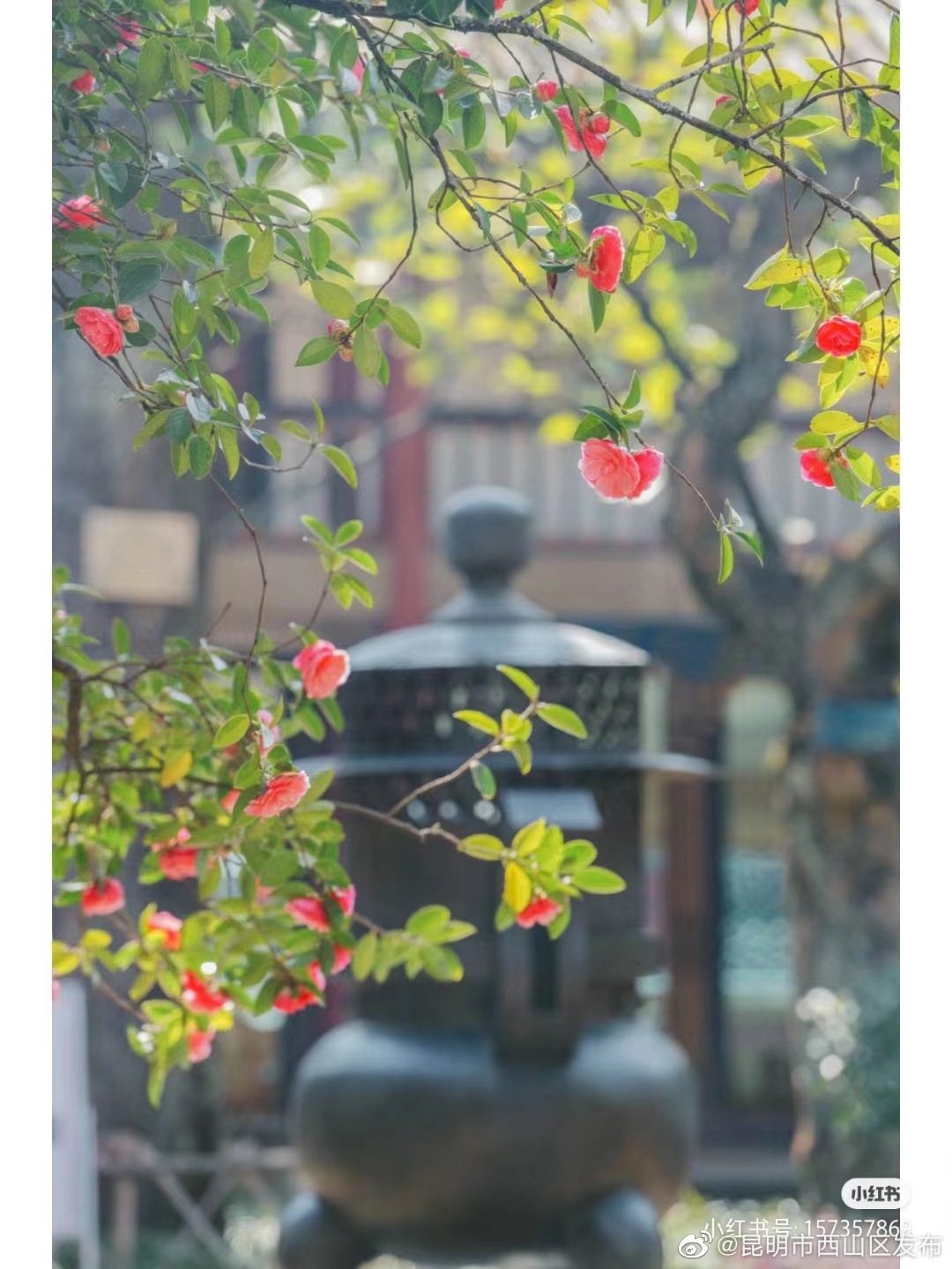 昆明市西山区发布