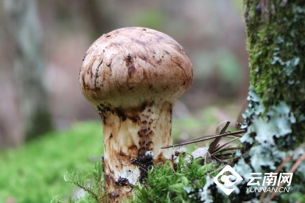 云南省文化和旅游厅