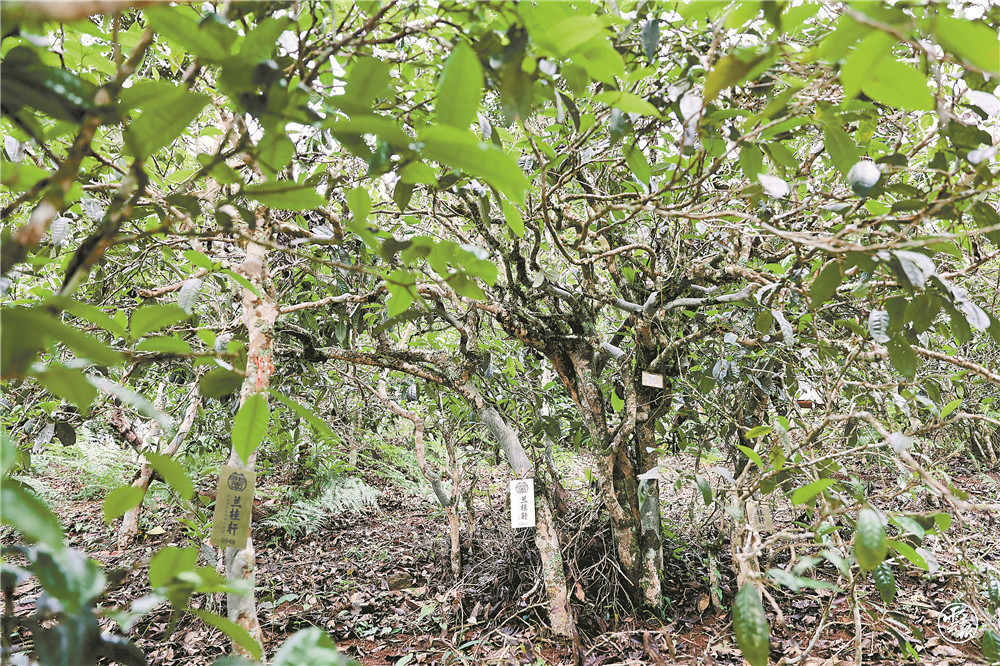 云南省文化和旅游厅