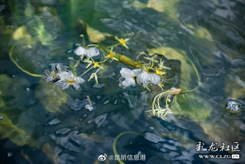昆明信息港（微博）