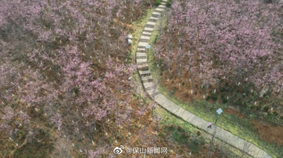 保山东山森林公园樱花初开，可以跟朋友预约周末东山赏樱啦