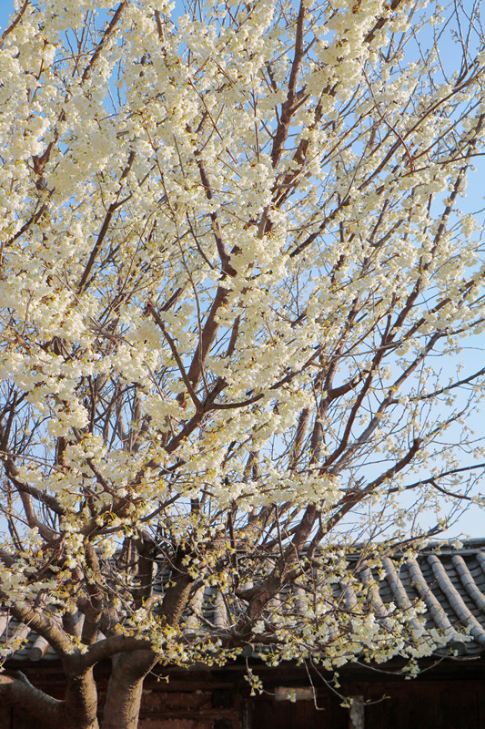 云南省文化和旅游厅