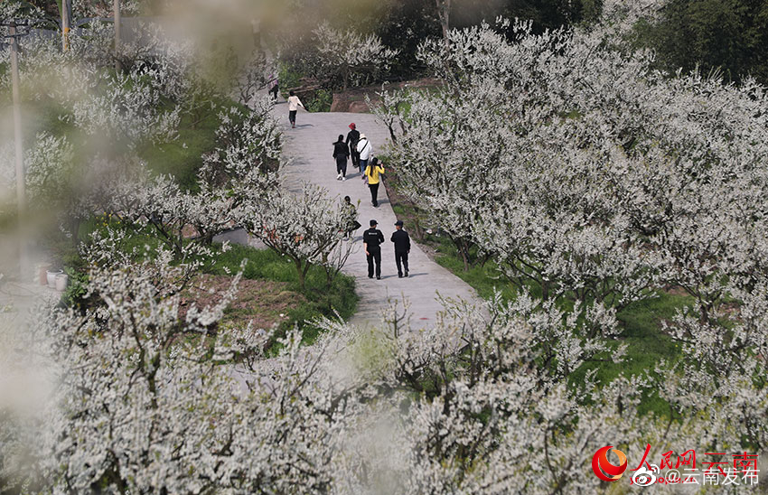 “云南发布”微博