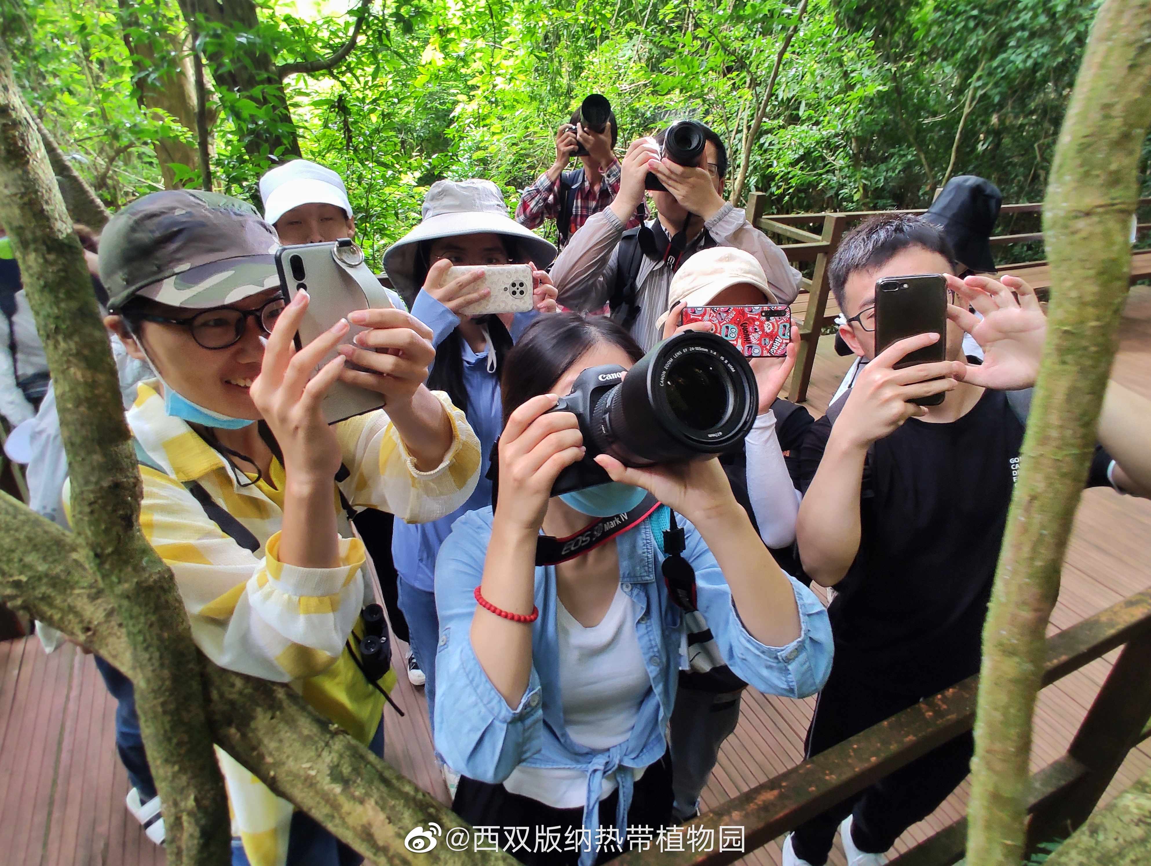 西双版纳热带植物园微博