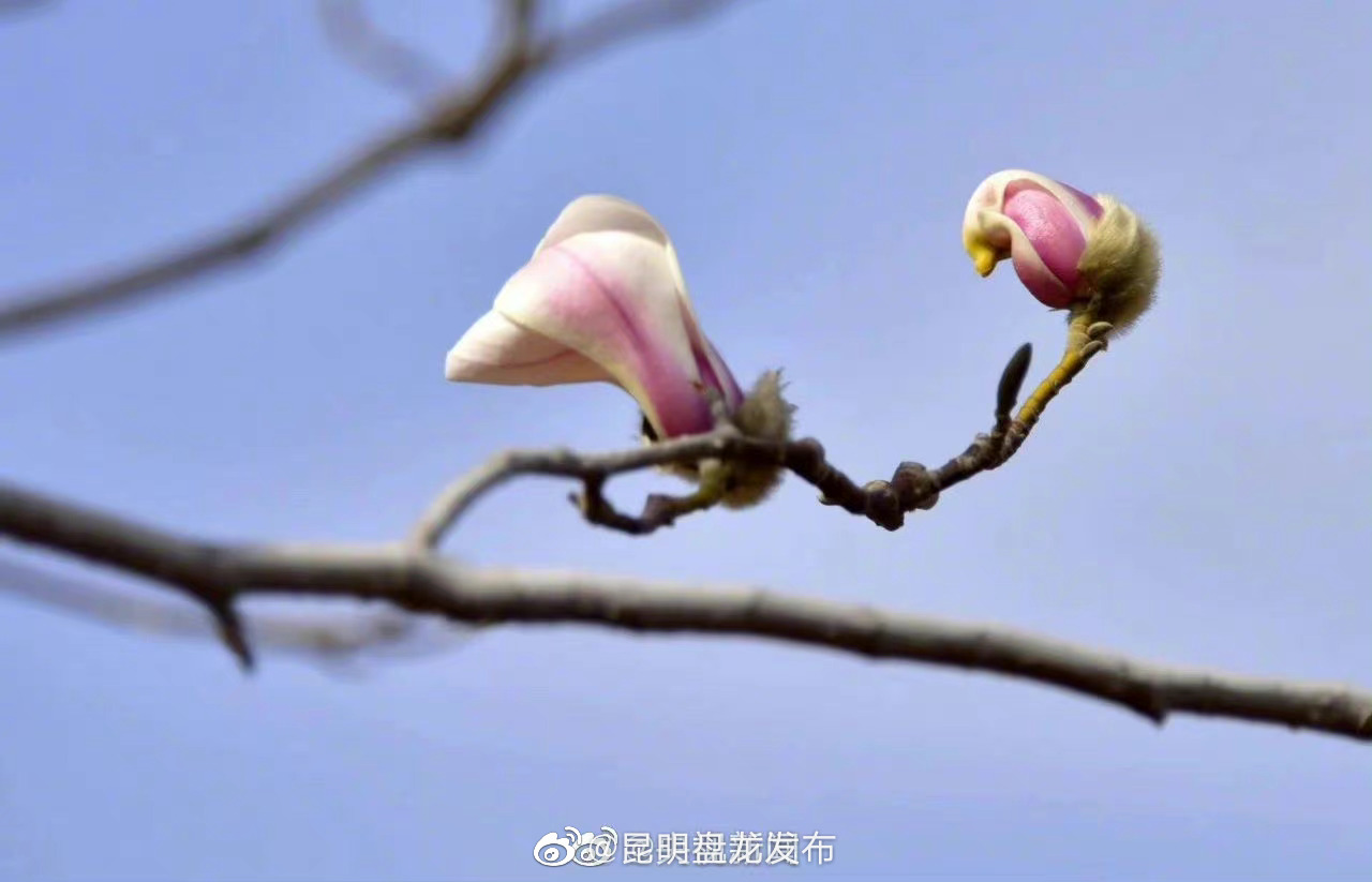 昆明盘龙发布
