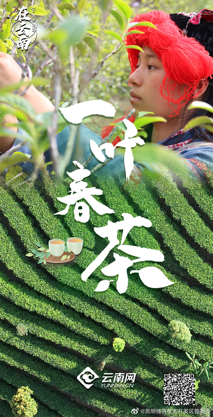  一叶春茶奏响产业之歌