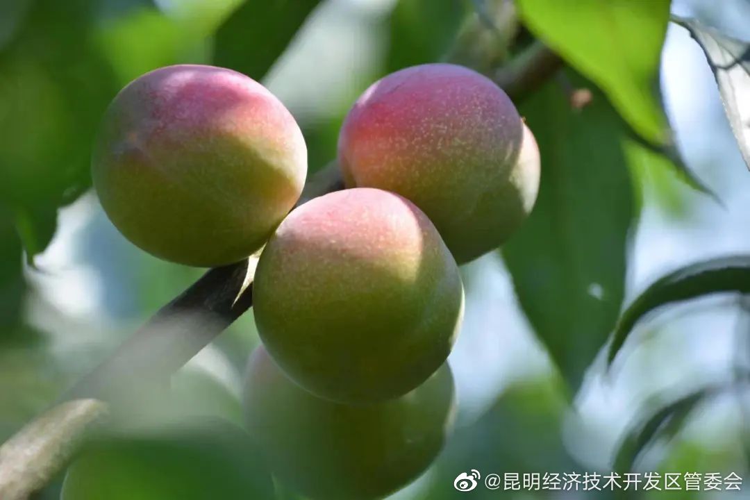 昆明经济技术开发区管委会