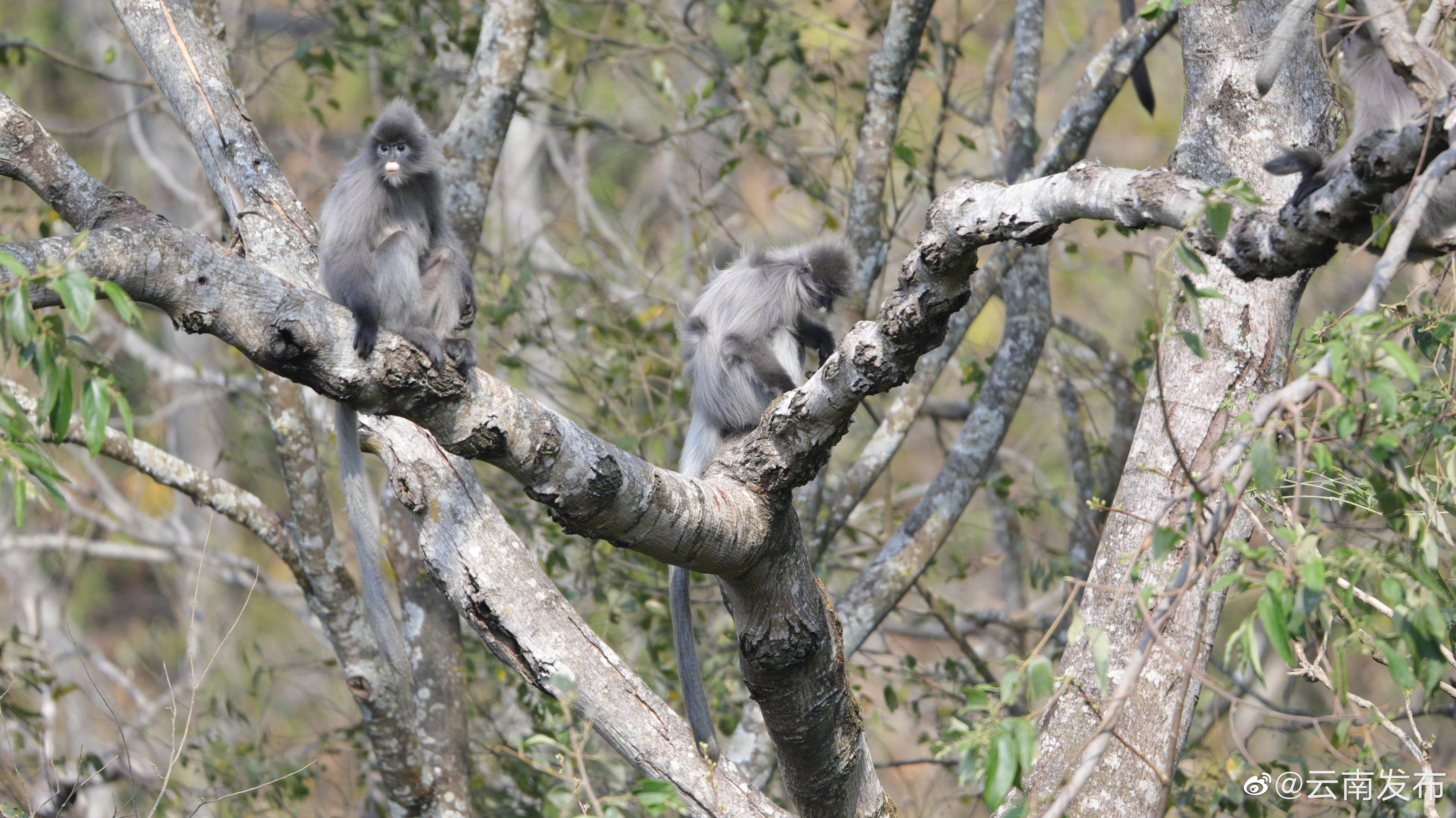 印支灰叶猴家庭生活场景太温馨啦