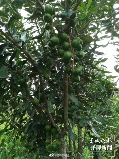 绿春春常绿 | 大水沟乡：小坚果变成致富果