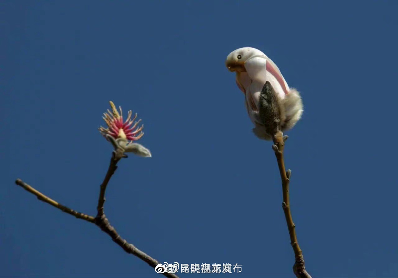 昆明盘龙发布