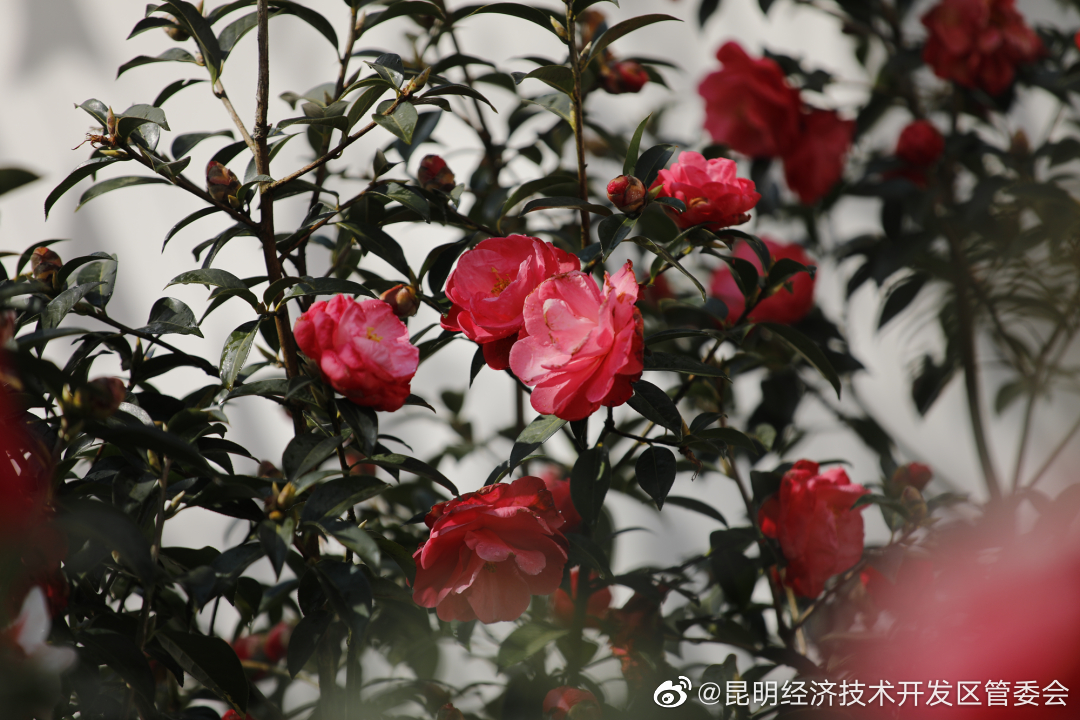 昆明经济技术开发区管委会