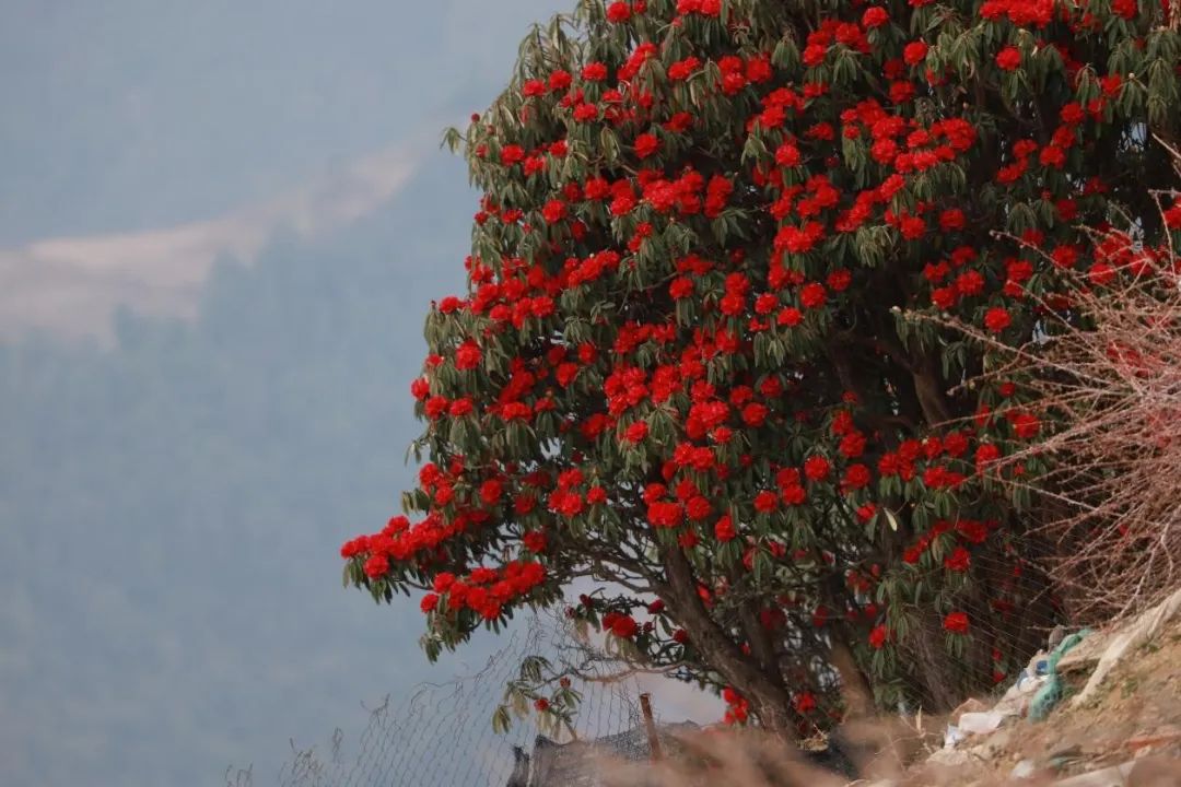 昆明轿子山旅游