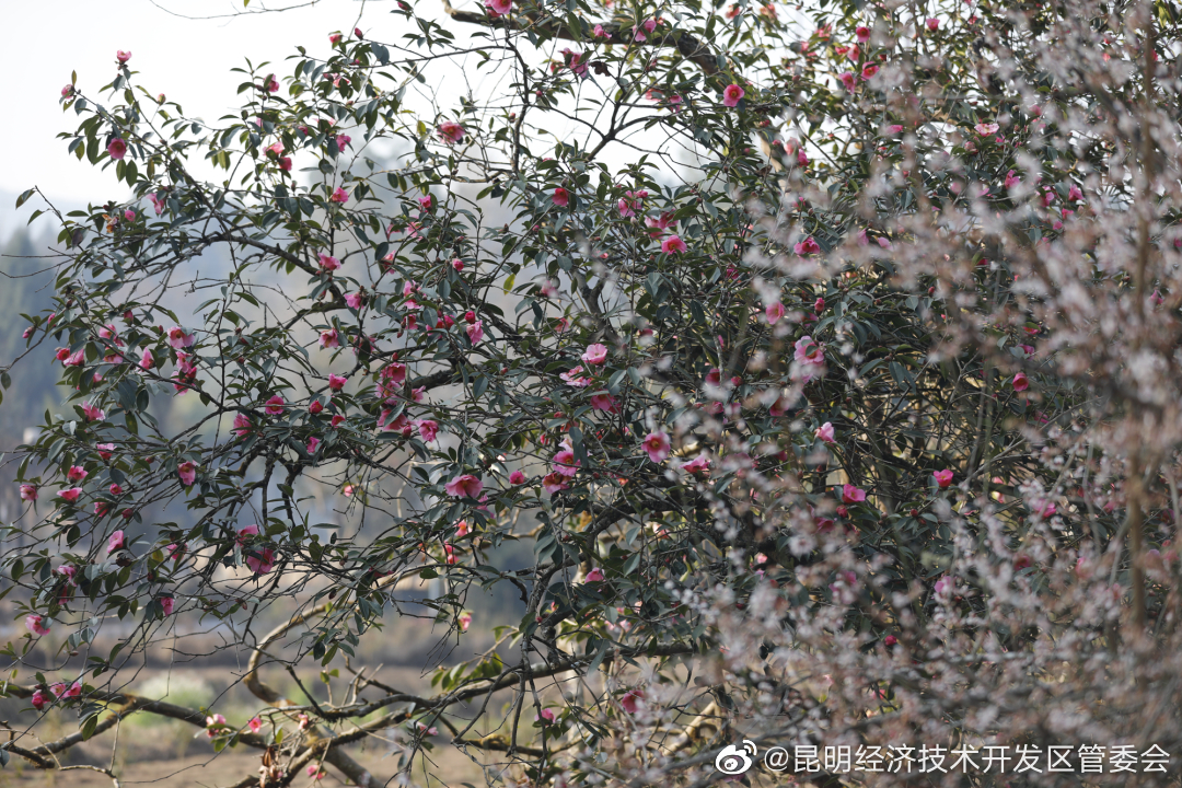 昆明经济技术开发区管委会