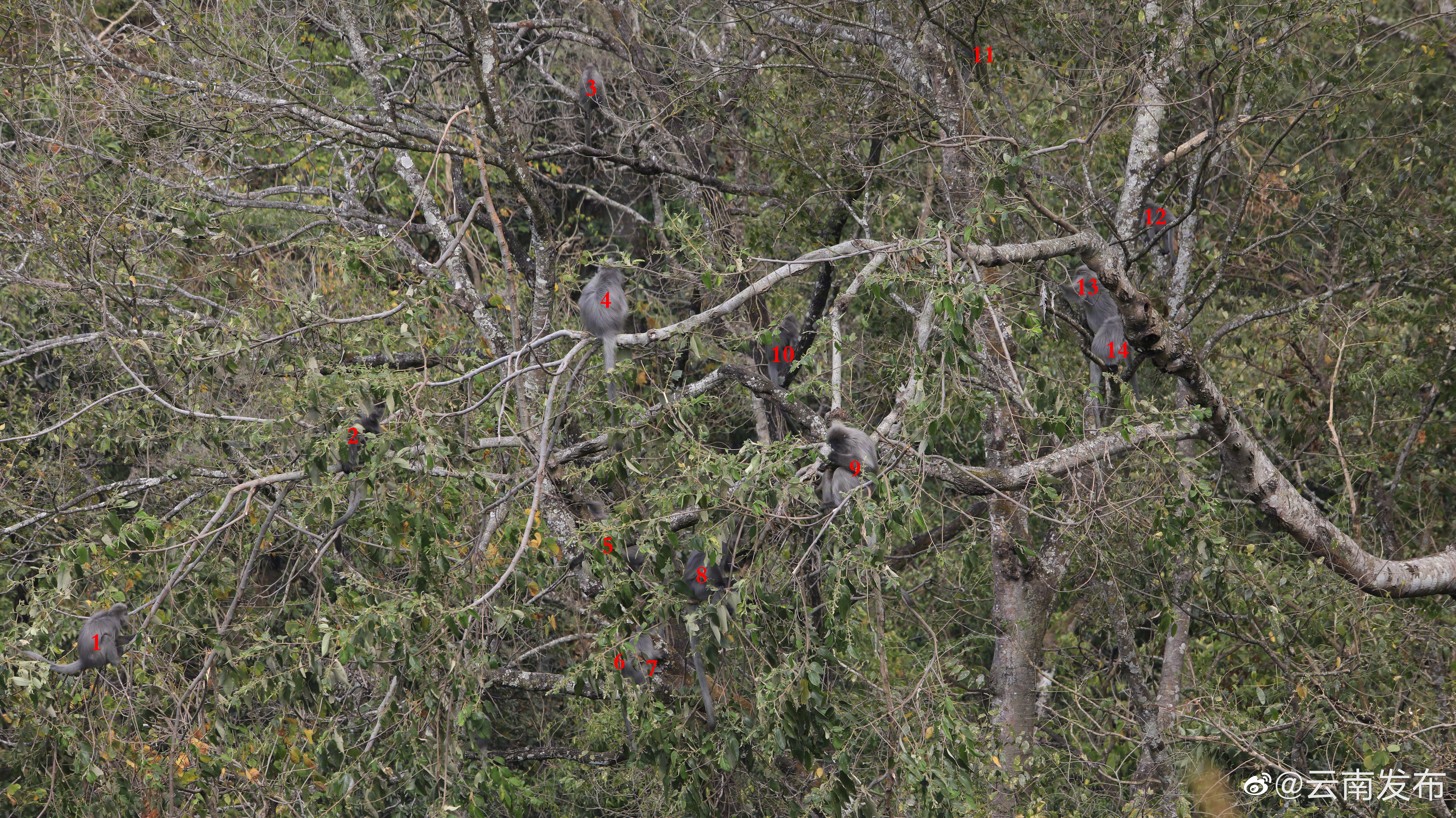 “云南发布”微博