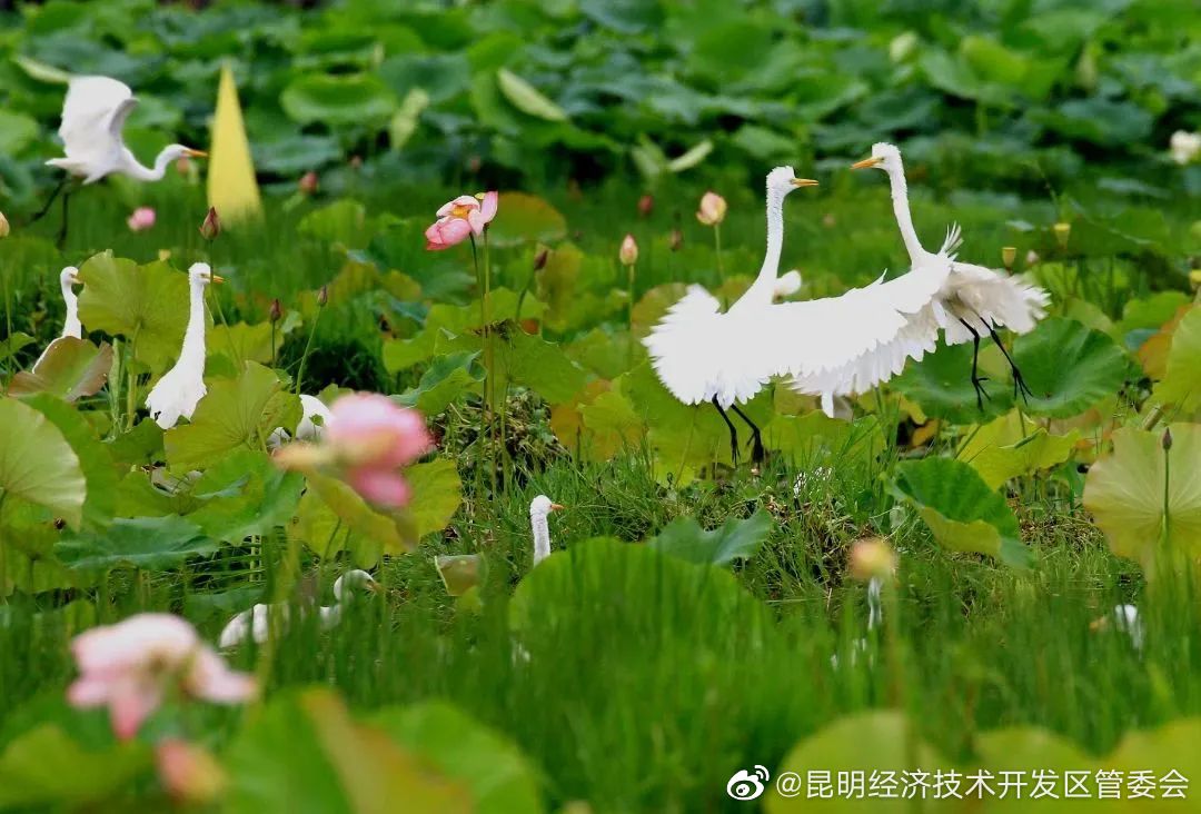 昆明经济技术开发区管委会