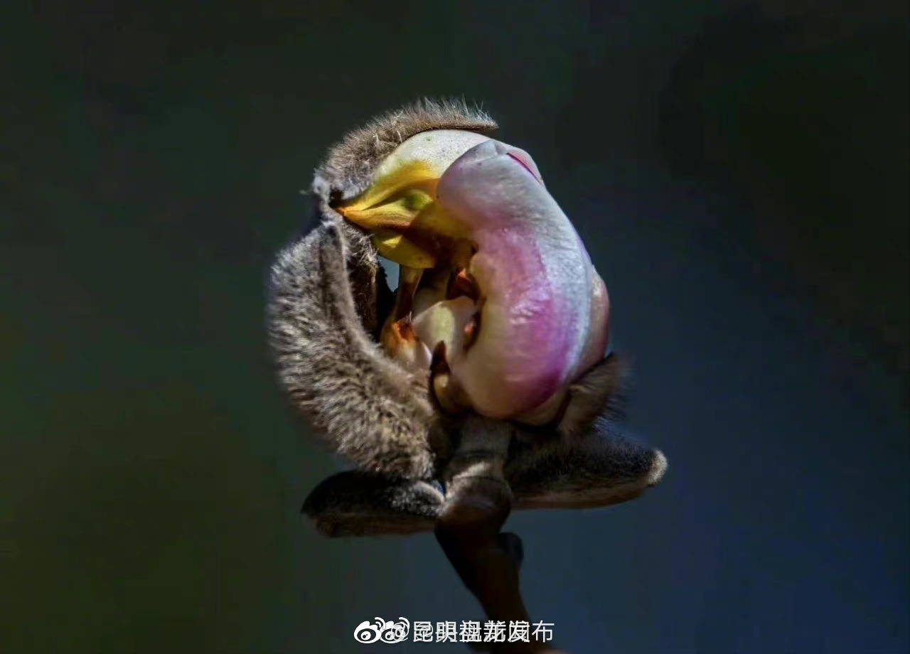 昆明盘龙发布