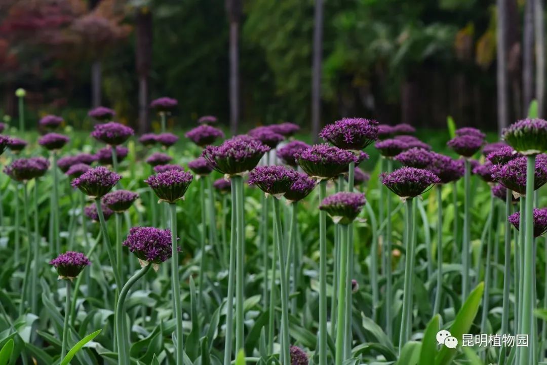 昆明植物园