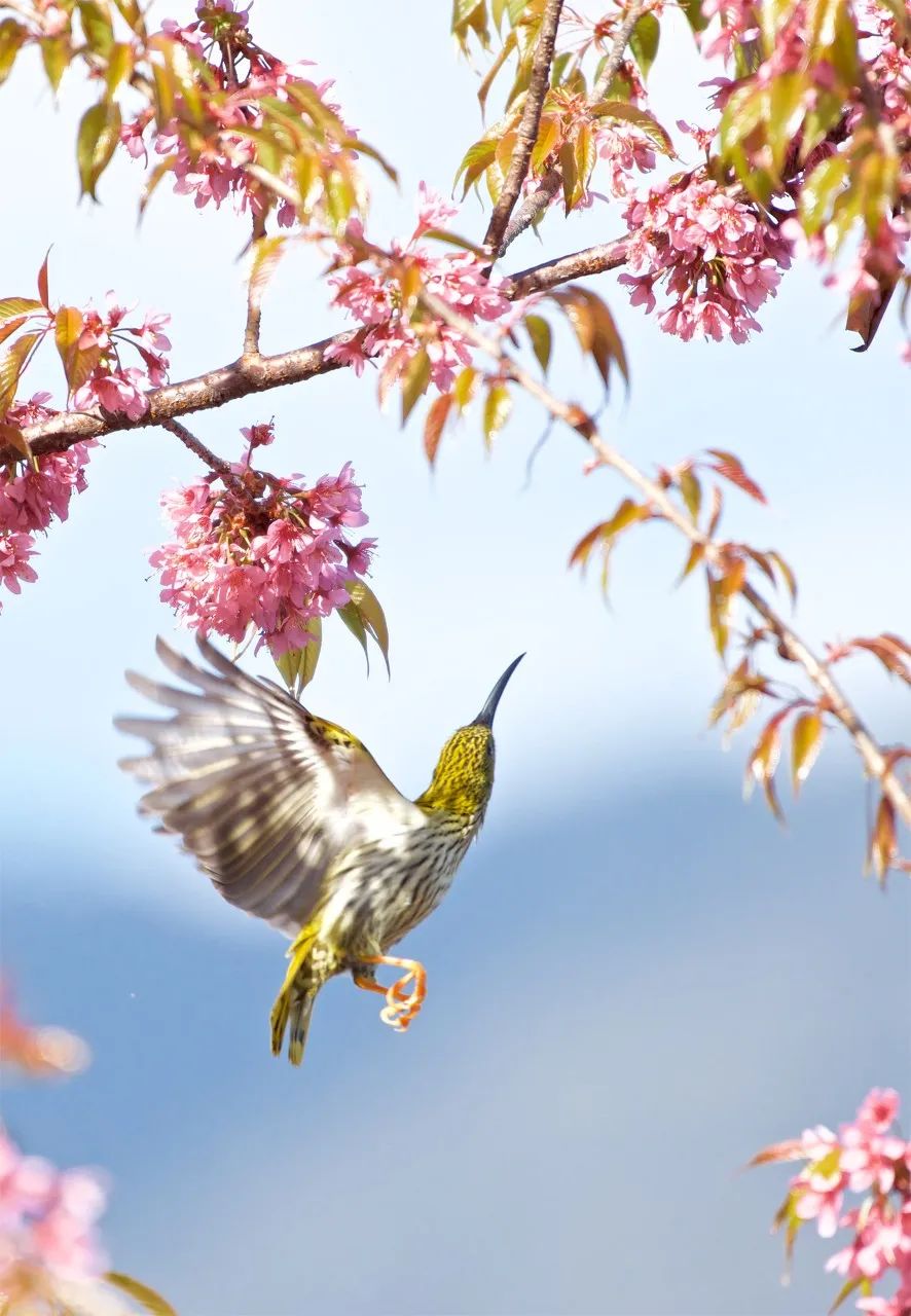 一部手机游云南