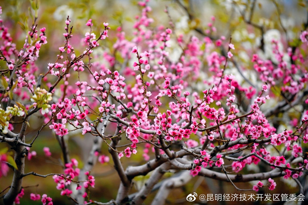 昆明经济技术开发区管委会