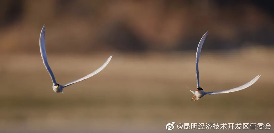 国内种群数量仅5只的河燕鸥进入育雏关键期 