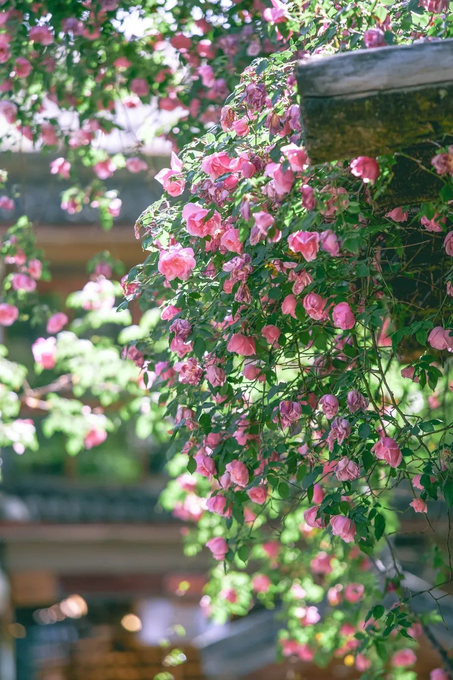 云南省文化和旅游厅