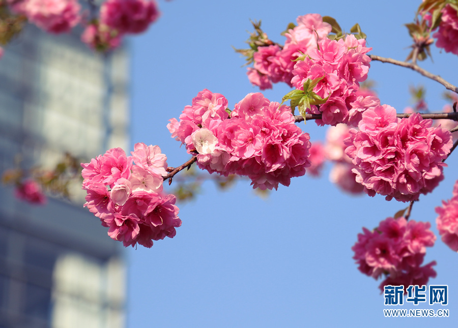 云南省文化和旅游厅