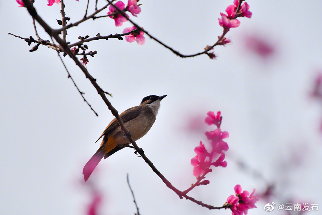 “云南发布”微博