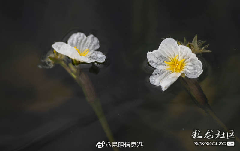 昆明信息港（微博）