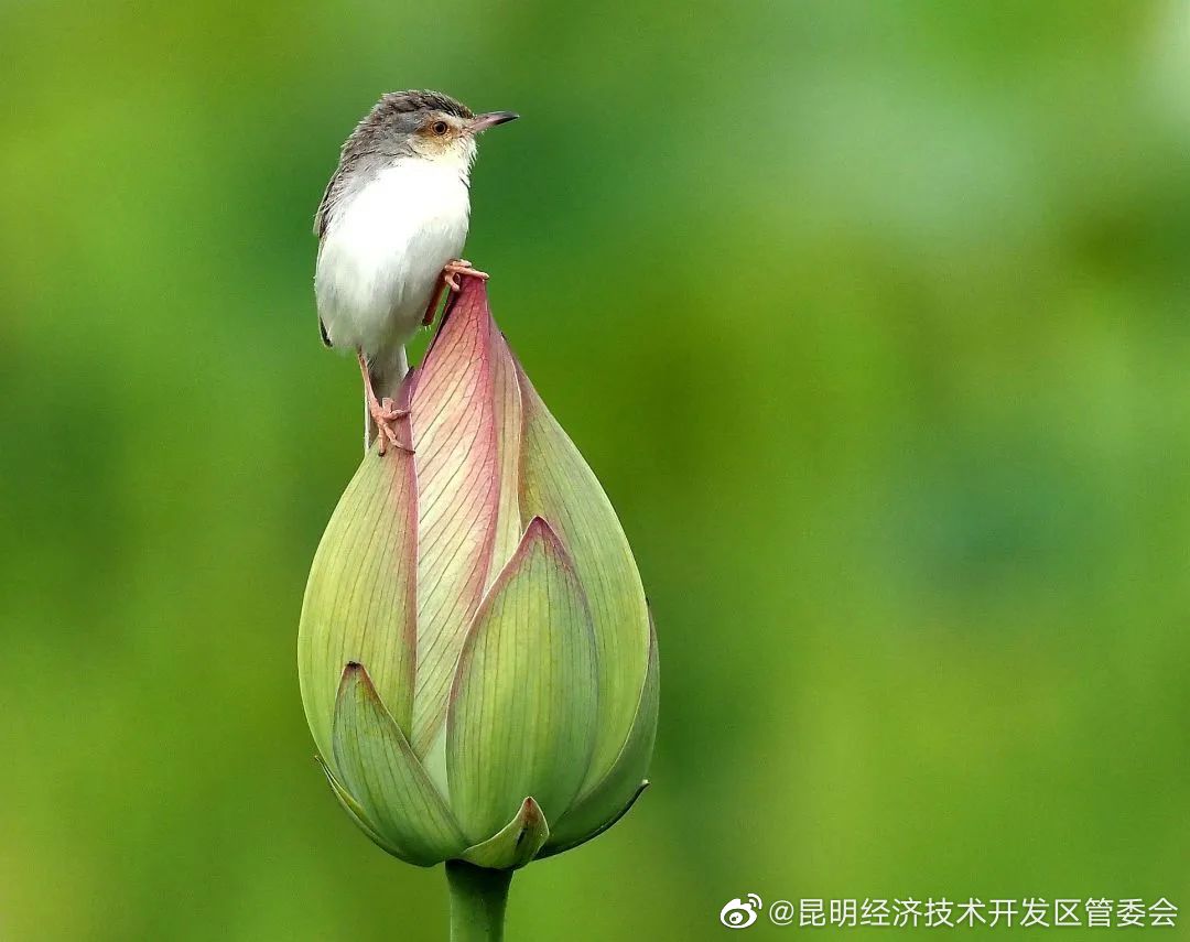 昆明经济技术开发区管委会