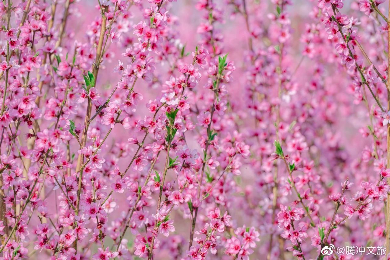 腾冲文旅微博