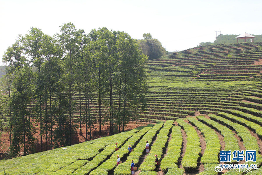 “云南发布”微博