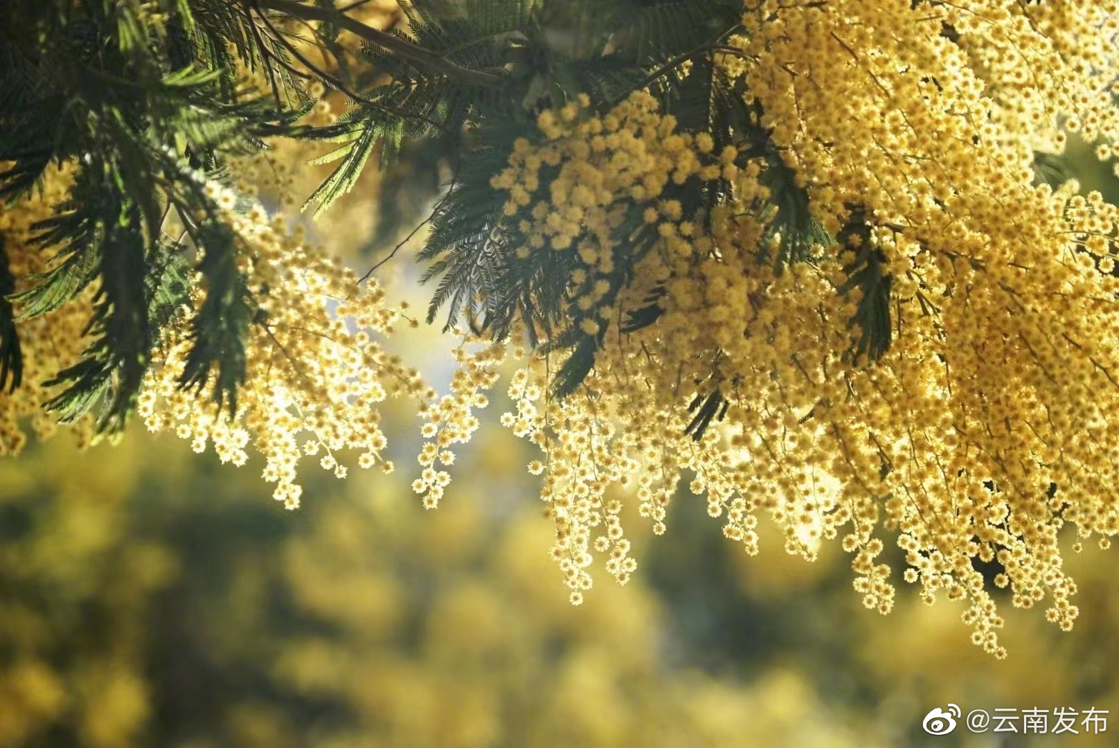 “云南发布”微博